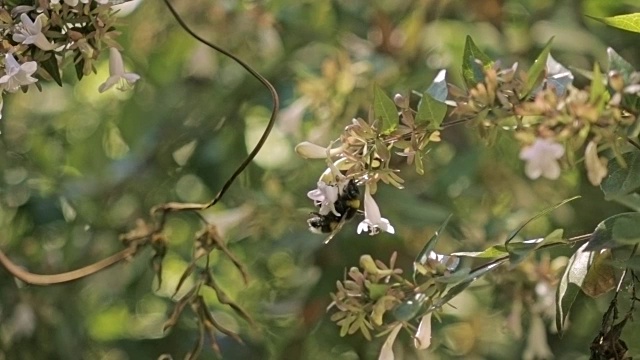 慢动作的大黄蜂视频下载