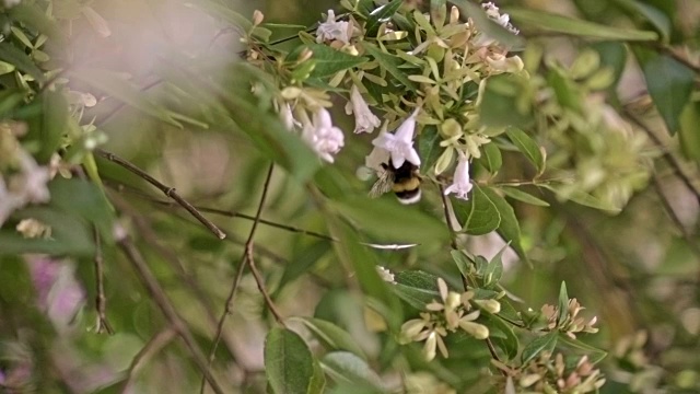 慢动作的大黄蜂视频素材