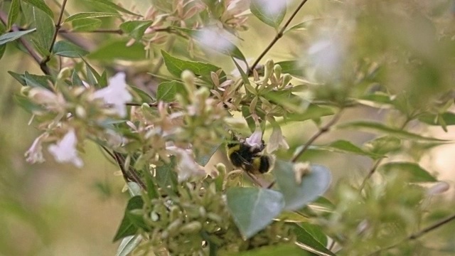 慢动作的大黄蜂视频下载