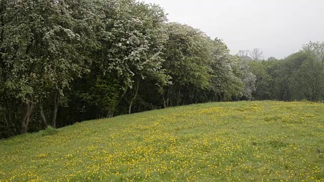 一个五月天的雨天，在一片毛茛花丛中视频素材