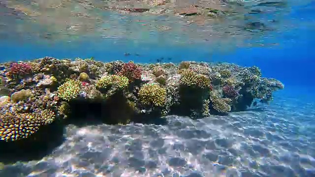 红海/埃及浅水中的珊瑚礁视频素材