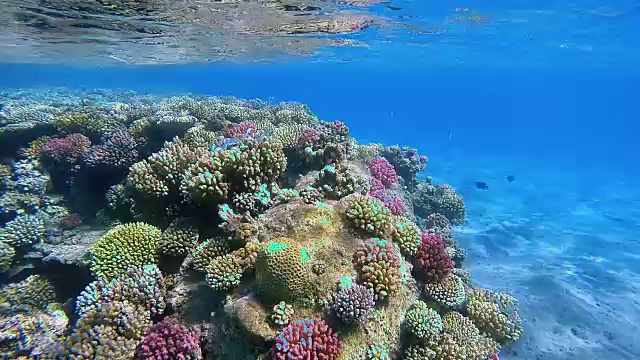 红海浅水中的热带珊瑚礁视频素材