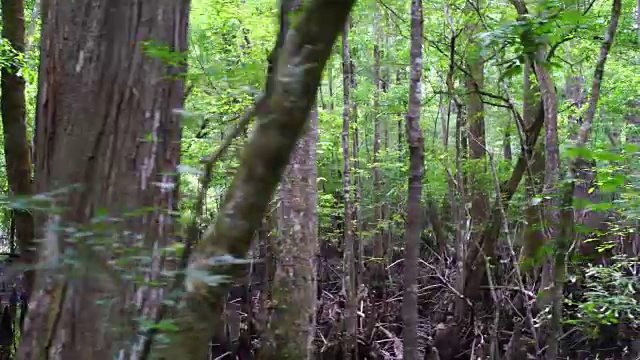 柏树沼泽的秃柏树。美国南部南卡罗来纳湿地全景视频素材