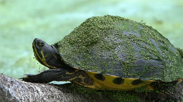 泥龟——鸡龟,Deirochelys reticularia,湿地在南卡罗莱纳,美国南部。视频素材