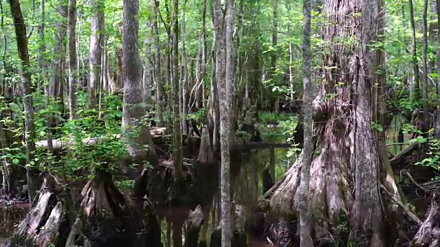 柏树沼泽的秃柏树。美国南部南卡罗来纳湿地全景视频素材