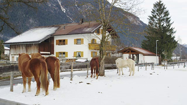 养马在Weissenbach am Lech视频素材