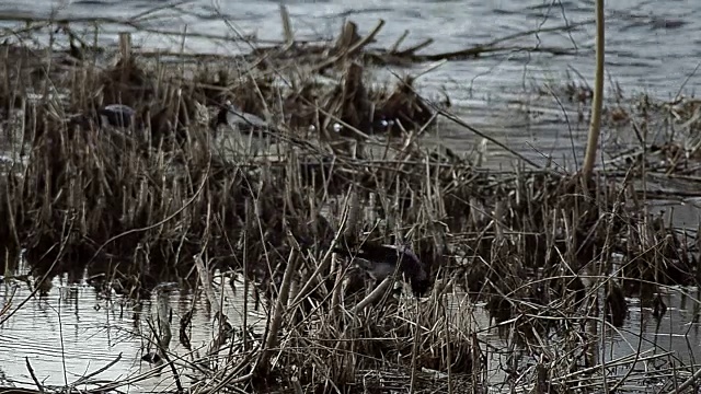 乌鸦在水视频下载