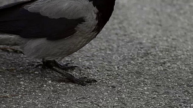 乌鸦街视频素材