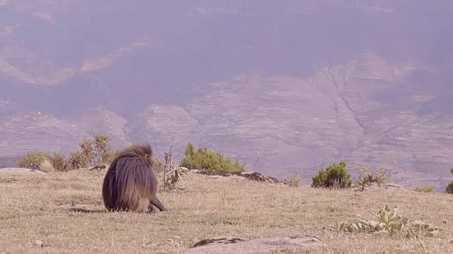 埃塞俄比亚拉利贝拉的狒狒视频下载