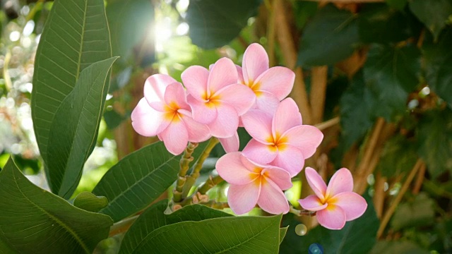 粉色花朵鸡蛋花视频素材