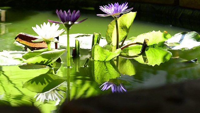 莲花视频素材