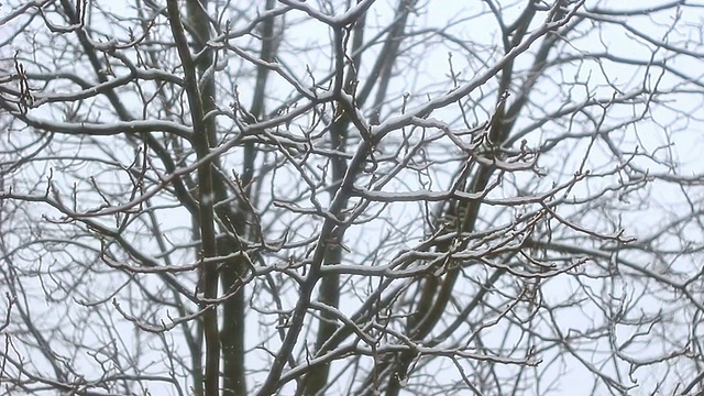 下雪视频素材