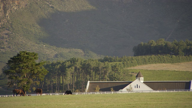 草地上放牧的马，白色的篱笆和白色的农舍远处的山和树/ Franschhoek，西开普省，南非视频素材