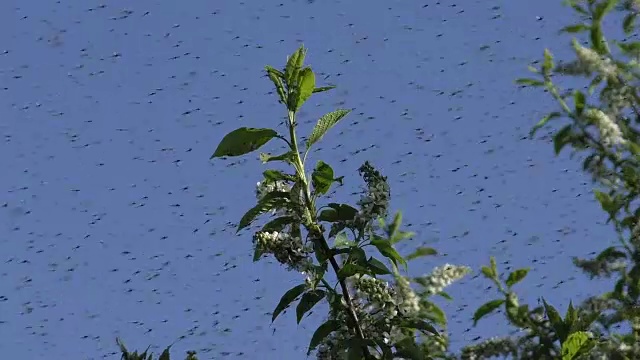 群蚊子视频下载