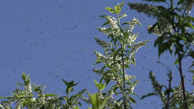 群蚊子视频素材