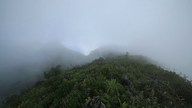 热带雨林的晨雾视频素材