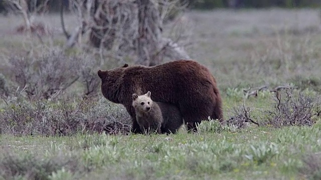 MS拍摄到一头灰熊(Ursus arctos horribilis)和一只小灰熊在草地上散步视频素材