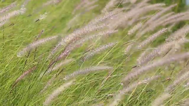 花草被吹视频下载