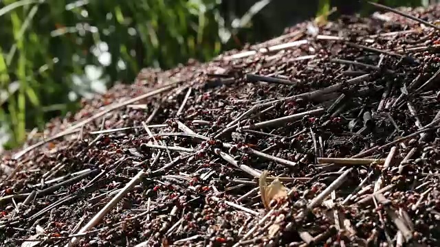 红蚂蚁正在建造蚁丘。视频素材