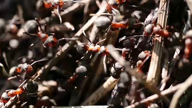 红蚂蚁正在建造蚁丘。视频素材