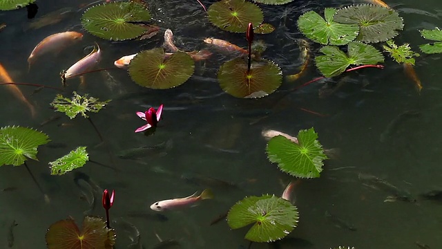 池塘里的鱼视频素材