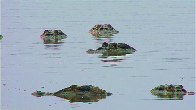 一群短吻鳄浮出水面，在亚马逊河上游泳视频素材