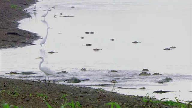 一群短吻鳄浮出水面，小鸟在亚马逊河上受到惊吓视频素材