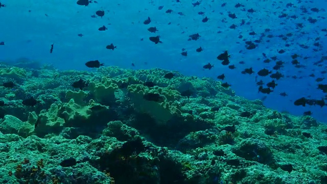 尼日尔触发鱼在海底珊瑚礁成群视频素材