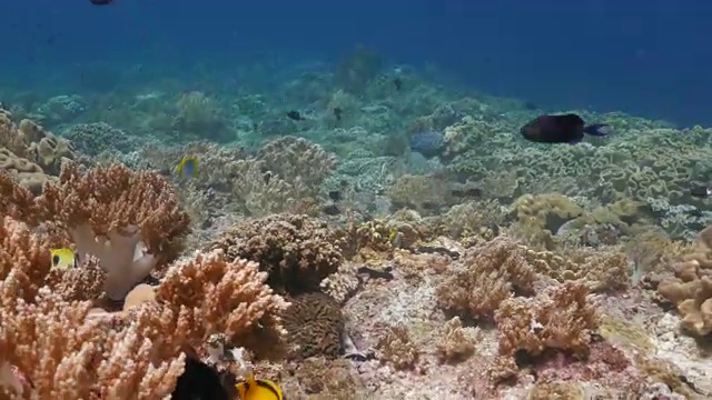 黑扳机鱼在珊瑚礁里成群游动，珊瑚三角视频素材