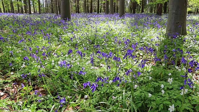 英国林地中的风信子花(风信子)视频素材