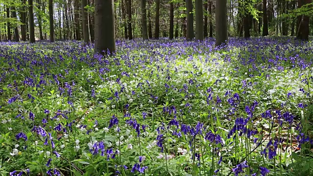 英国林地中的风信子花(风信子)视频素材