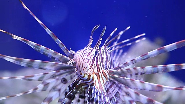 水族馆狮子鱼的CU视频素材