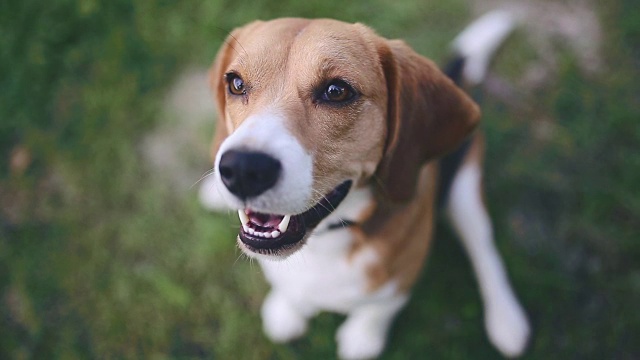 小猎犬坐在绿草地上吠叫视频素材