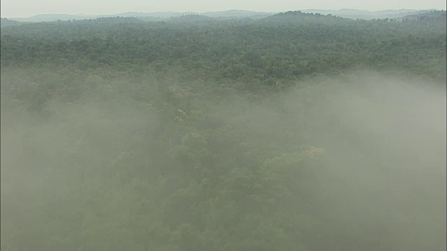 雾中的亚马逊雨林视频素材