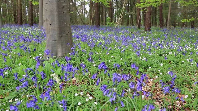 英国林地中的风信子花(风信子)视频素材