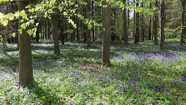 英国林地中的风信子花(风信子)视频素材