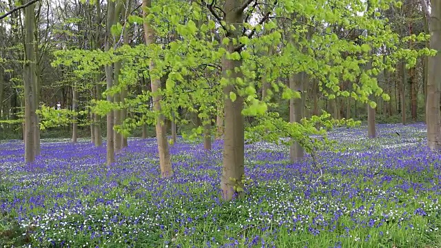 英国林地中的风信子花(风信子)视频素材