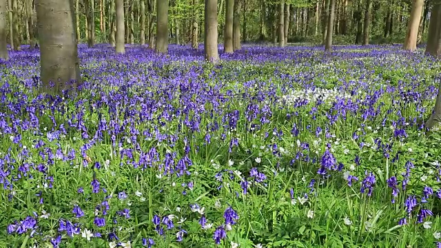 英国林地中的风信子花(风信子)视频素材