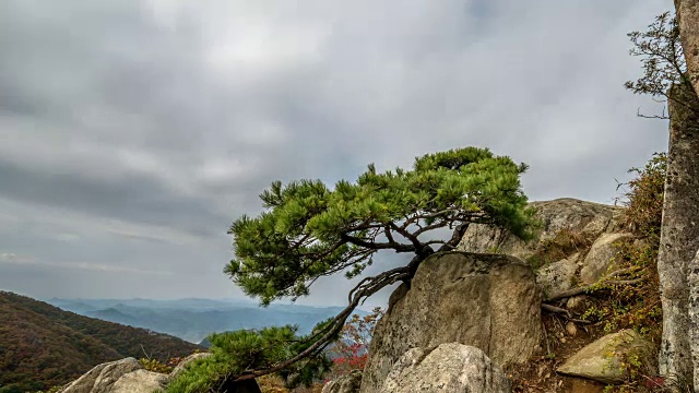 大敦山的山顶和一棵松树视频素材