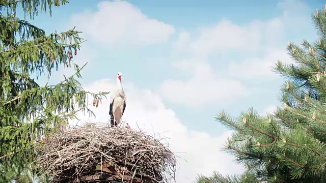 带着后代在巢中的白鹳。白鹳(信天翁)视频素材