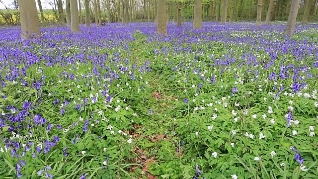 英国林地中的风信子花(风信子)视频素材