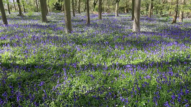 英国林地中的风信子花(风信子)视频素材