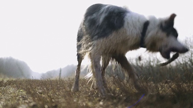 狗在公园里跑步视频素材