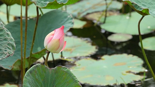 莲花视频素材