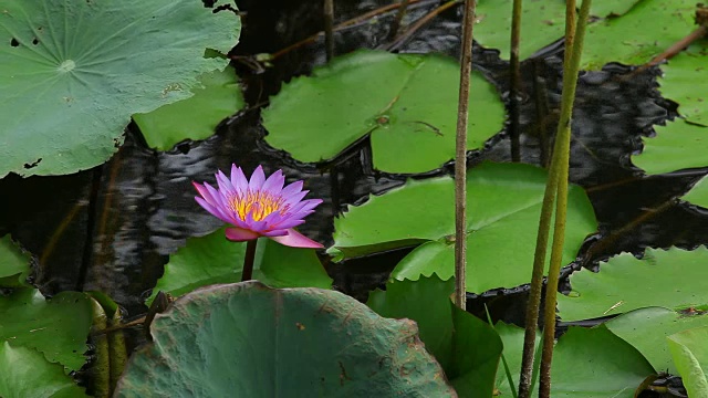 莲花视频素材