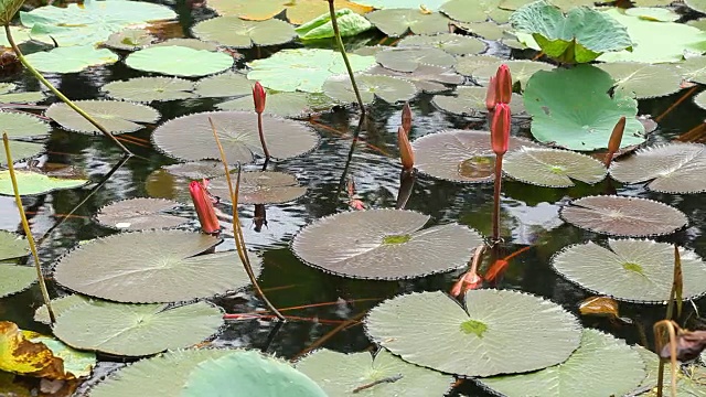 莲花视频素材