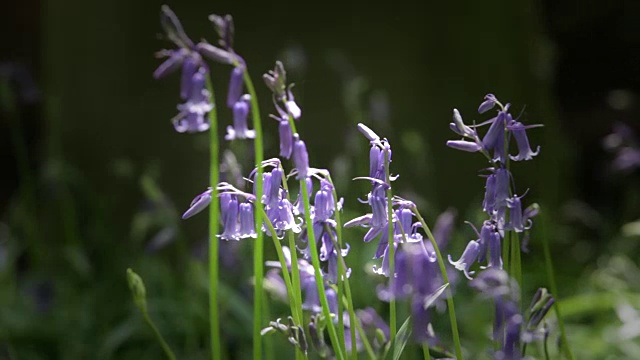 蓝铃花。视频素材