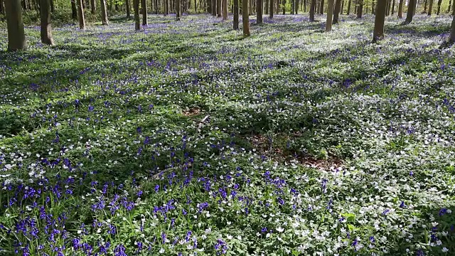 英国林地中的风信子花(风信子)视频素材