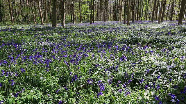 英国林地中的风信子花(风信子)视频素材