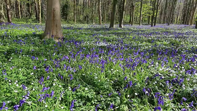 英国林地中的风信子花(风信子)视频素材